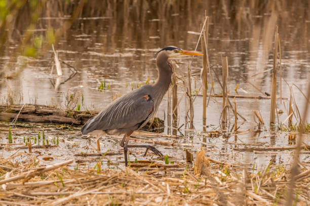 istock Heron Walking at Edge of Pond 1340992638