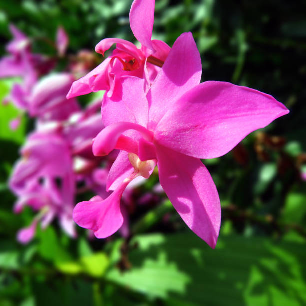 istock purple orchid 1340994285