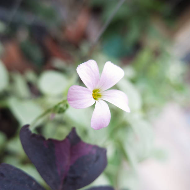 istock little purple flower 1340994809