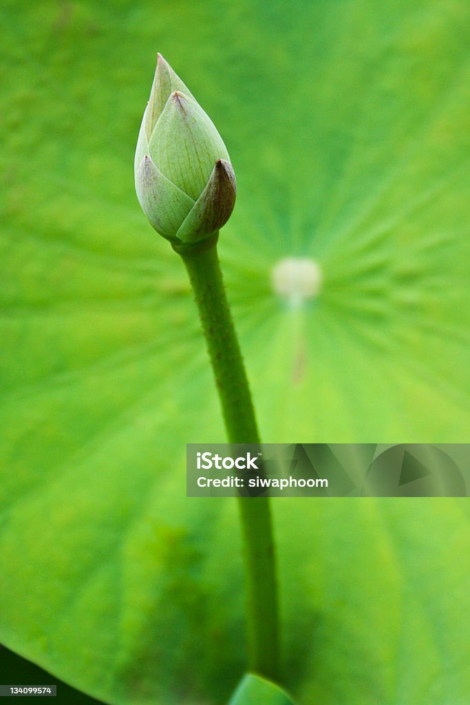 Sfondo di foglia Verde loto - Foto stock royalty-free di Acqua