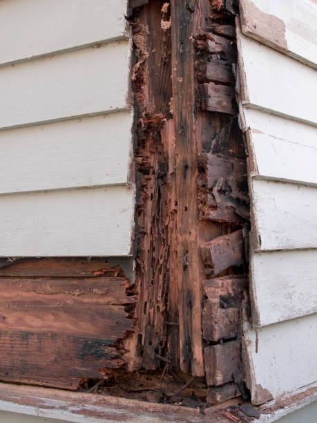 Wood Damage Termite and rot damage to the side of a house. termite damage stock pictures, royalty-free photos & images