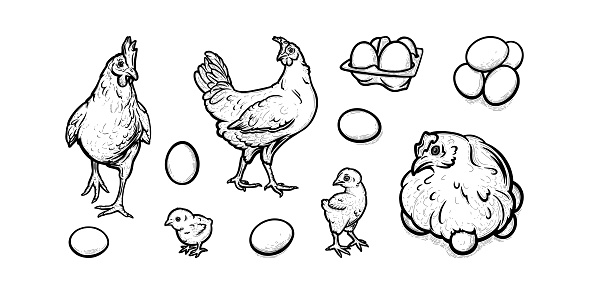 Hens and chickens free-grazing in poultry farm. Hens with eggs and baby chicks isolated in white background. Vector illustration