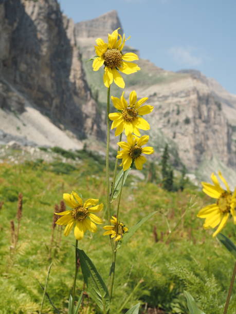 istock Sunflowers in the mountains 1340998068