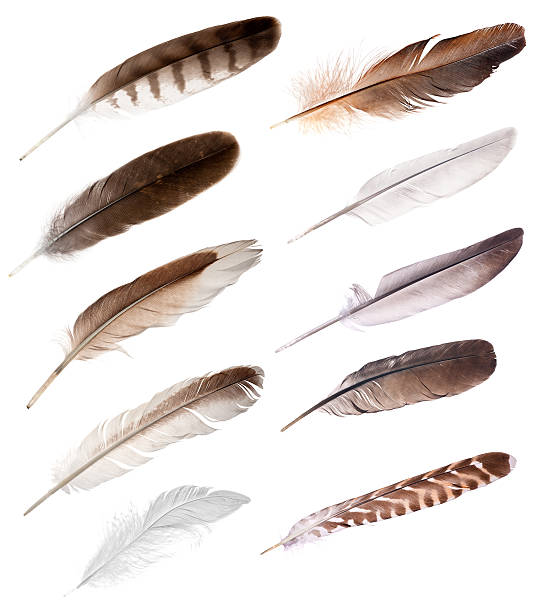 ten feathers from different birds set of different feathers isolated on white background bird of prey photos stock pictures, royalty-free photos & images