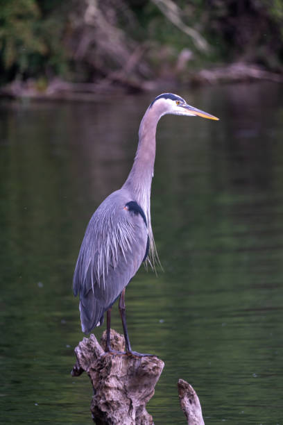 istock Blue heron with beautiful feathers. 1340999289