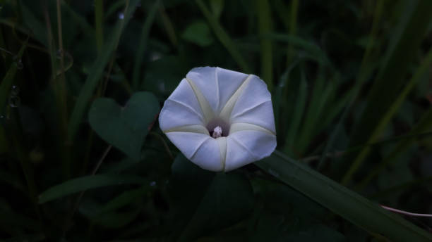 istock Ipomoea alba, Moonflower, Tropical White Morning-Glory 1340999293