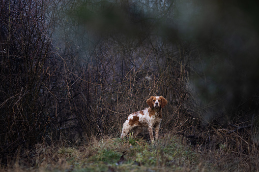 Cute brittany spaniel dog atanding on grass field in nature