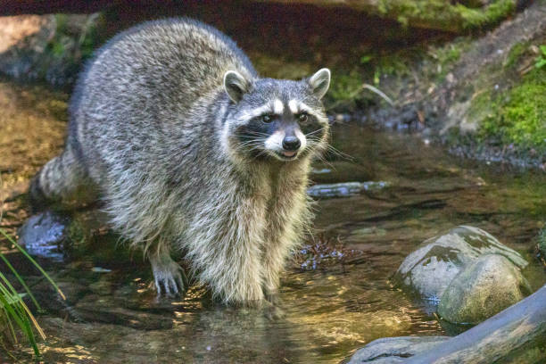 istock A Raccoon inside the zoo 1341000624