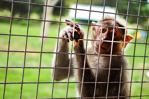 Monkey inside a zoo.