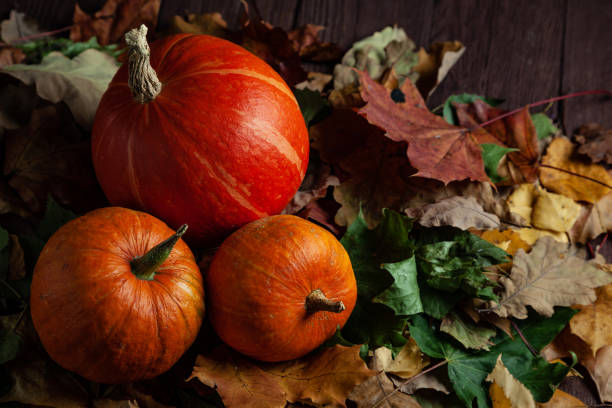 istock Pumpkins lying on foliage in dark mood. Top view with copyspace. 1341000650