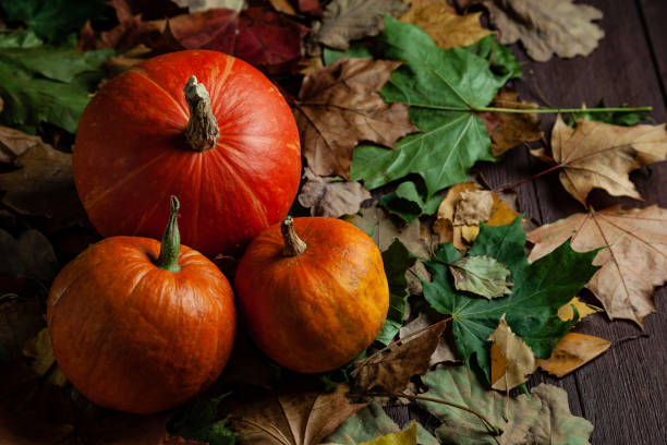 istock Three pumpkins lying on foliage in dark mood. 1341000660