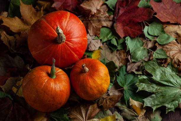 istock Pumpkins lying on foliage in dark mood. Flat lay with copy space. 1341000665