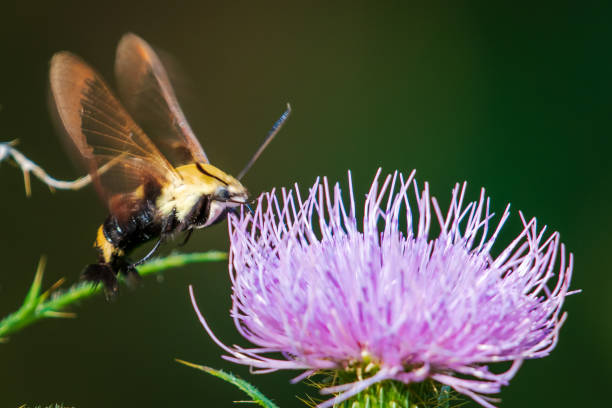 istock Hummingbird moth on purple flower 1341000871