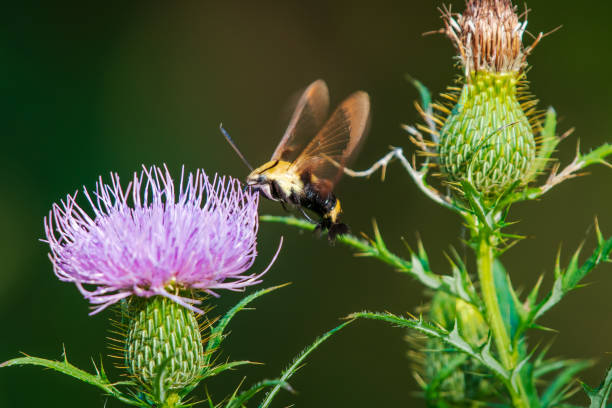 istock Hummingbird moth on purple flower 1341000875