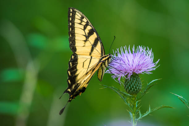 istock Yellow swallowtail butterfly on purple flower 1341000881
