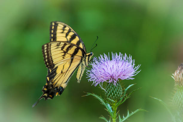 Yellow swallowtail butterfly on purple flower