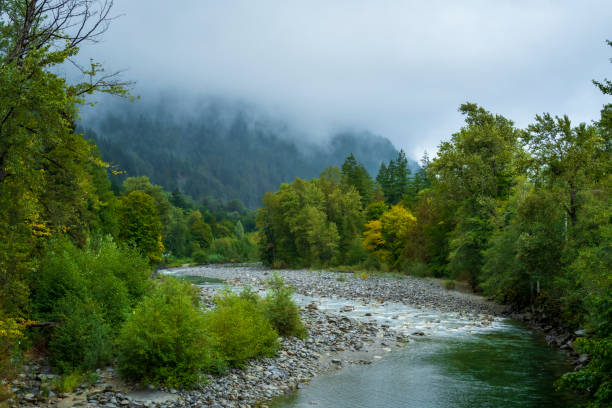 Free Stock Photo of Misty forest river surrounded by lush trees ...