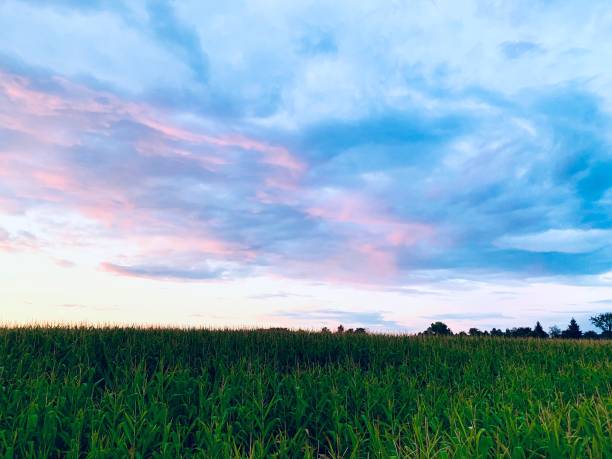 Field of Dreams