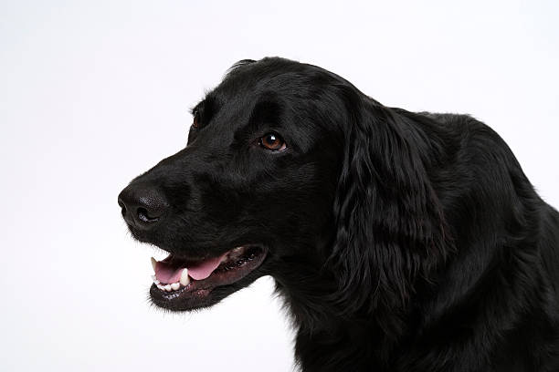 istock Close-up of black Labrador retriever's face against white background 134100703