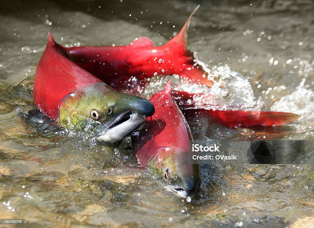 Salmone rosso - Foto stock royalty-free di Salmone - Animale