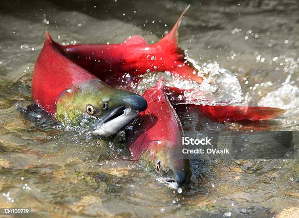 Salmone Rosso - Fotografie stock e altre immagini di Salmone - Animale - Salmone - Animale, Deposizione di uova di pesce, Animale maschio