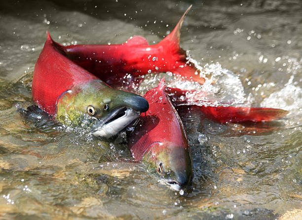 2 red salmon splashing about in the water stock photo