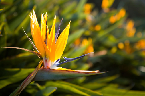 Image of Bird of paradise flower with yellow and blue petals in pretty display in front of garden of plants