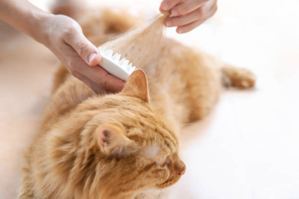 istock Ginger cat lying on the floor and enjoying while being brushed and combed remove old cat fur in cleaning 1341008173