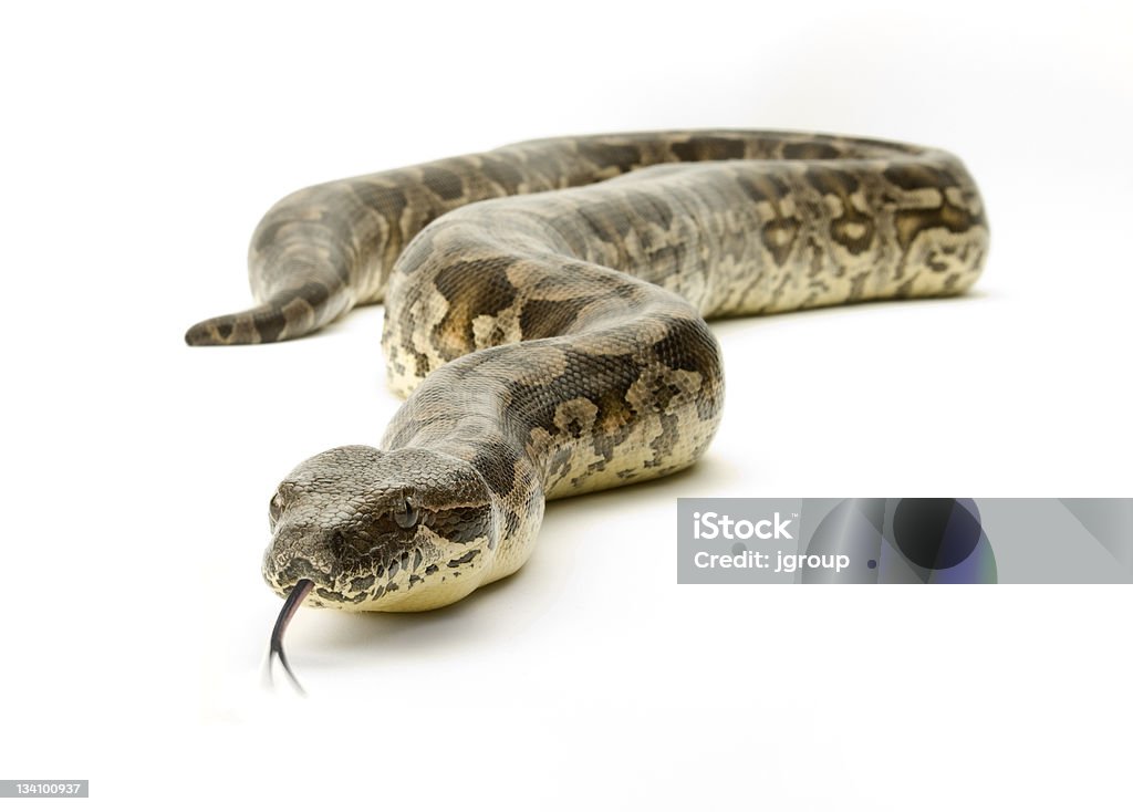 Serpiente sobre blanco - Foto de stock de Animal libre de derechos