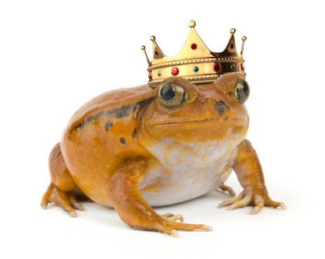 Orange tropical frog wearing a crown on a white background
