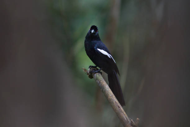 istock Magpie bird :  adult Malayan black magpie (Platysmurus leucopterus) 1341010740