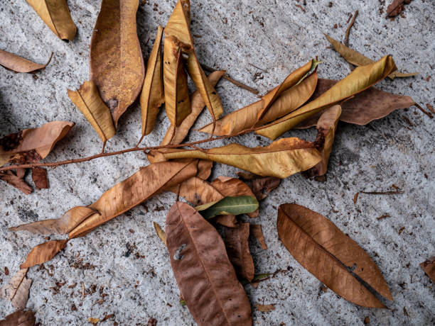 istock dry leaves that fall on the concrete road 1341013241