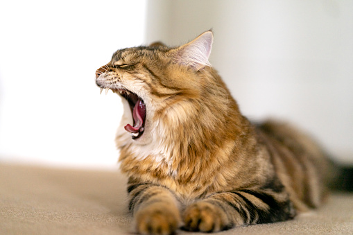 Funny yawning  Siberian cat