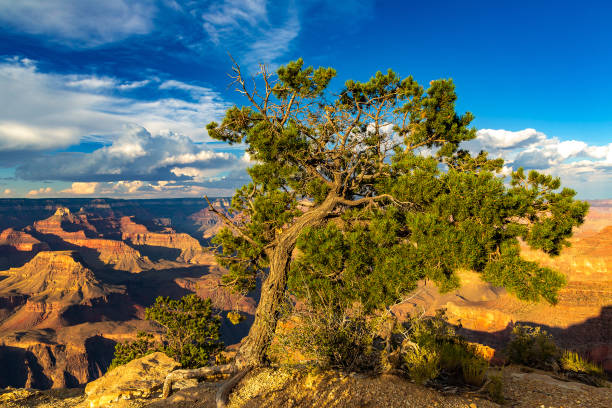 istock Grand Canyon National Park at sunset 1341019310