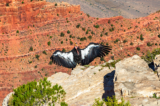 California Condor at Grand Canyon National Park in a sunny day, Arizona, USA