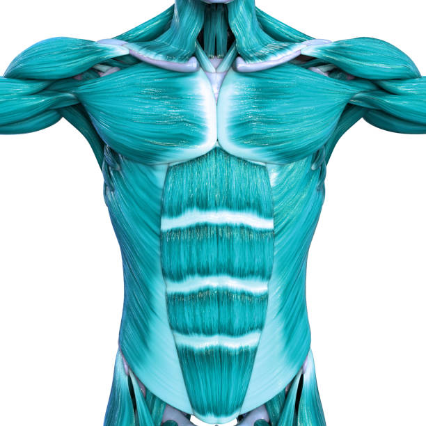 3D Illustration Concept of Human Muscular System Muscles Anatomy