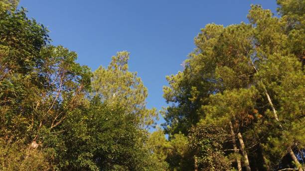 istock Green Trees in a Green Forest 1341023396