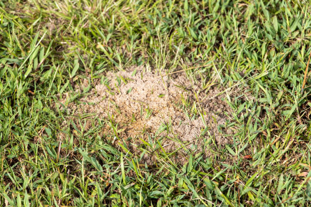 Fire ant mound in grass stock photo