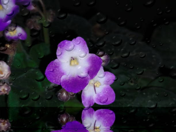 istock Beginning of flowering 1341024483