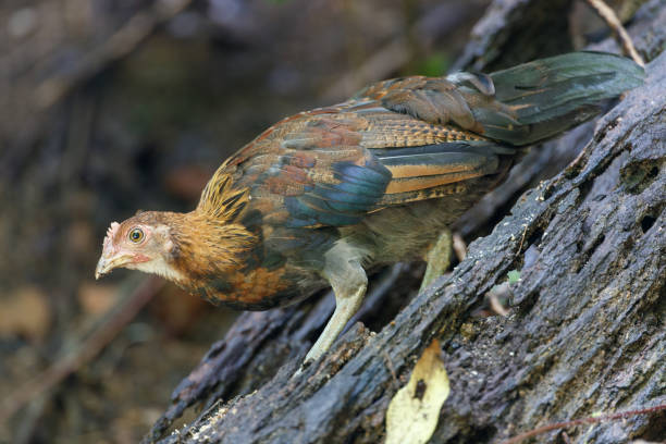 Animal : Subadult male Red junglefowl (Gallus gallus) Beautiful subadult male Red junglefowl (Gallus gallus), low angle view, side shot, foraging in the morning on the fallen tree in nature of tropical moist montane forest, in national park of northern Thailand. gallus gallus stock pictures, royalty-free photos & images