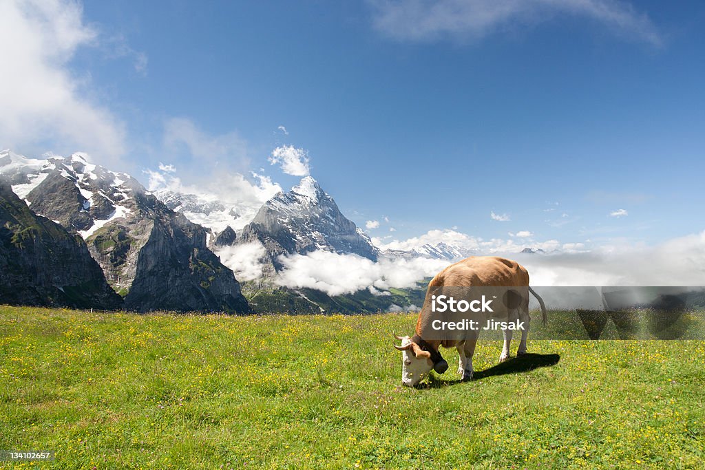 Pastar vaca en alpes - Foto de stock de Agricultura libre de derechos
