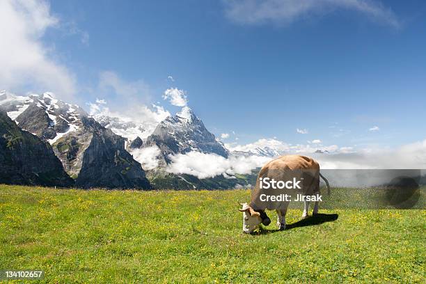 Pastar Vaca En Alpes Foto de stock y más banco de imágenes de Agricultura - Agricultura, Aire libre, Alpes Bernese