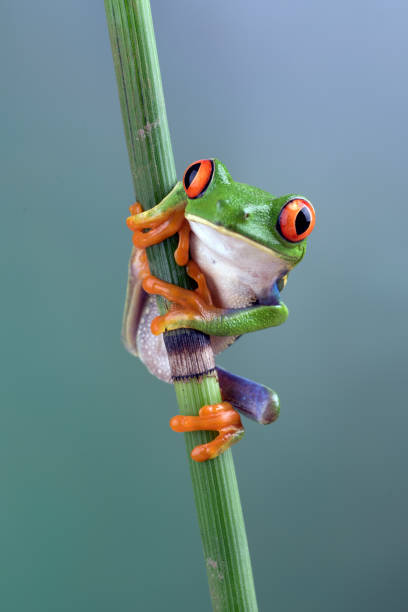 istock a red -eyed tree frog hanging on bamboo tree 1341027293