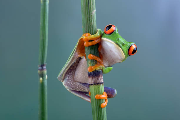 istock a red -eyed tree frog hanging on bamboo tree 1341027326