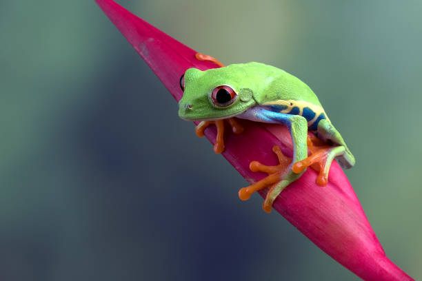 istock The red-eyed tree frog perched at red flowers 1341027408