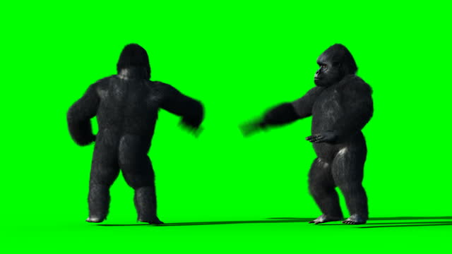 10+ Free Gorilla & Ape Videos, HD & 4K Clips - Pixabay