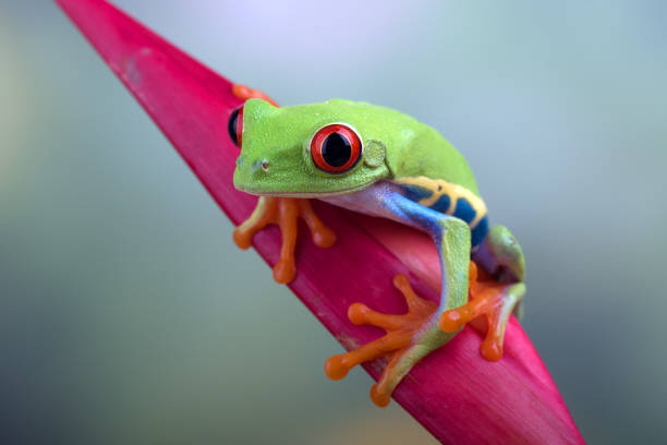 istock The red-eyed tree frog perched at red flowers 1341027426