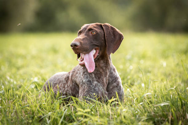 istock Portrait of a shorthaired pointer lying in green grass 1341028172