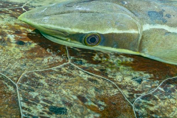 istock Green turtle and remora on sea grass 1341029236