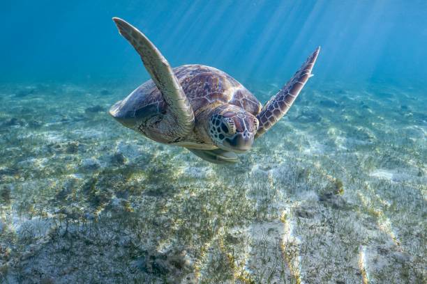 istock Green turtle and remora on sea grass 1341029255